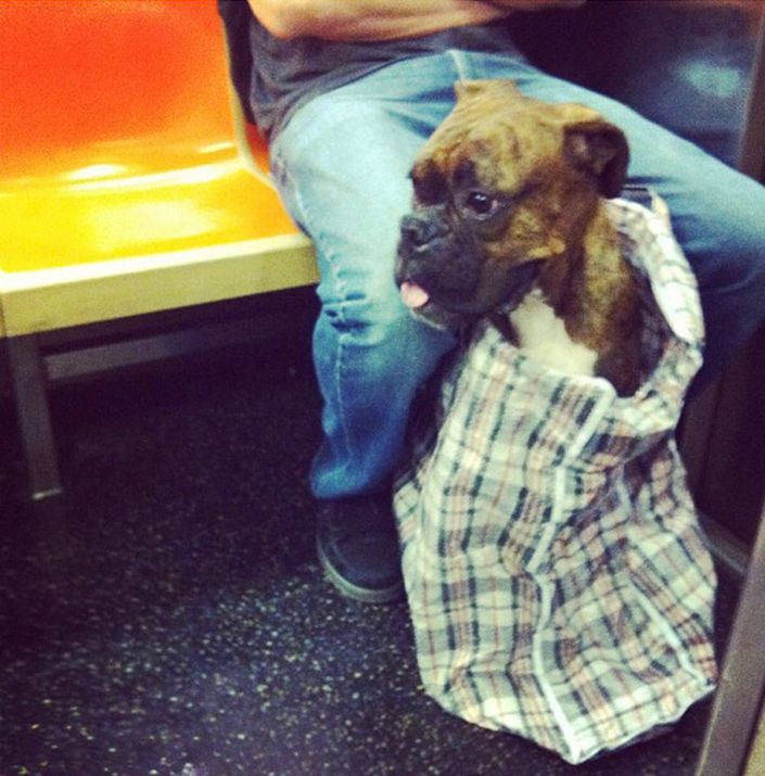 En el metro de Nueva York puedes llevar al perro si cabe en una bolsa y esto hacen los dueños