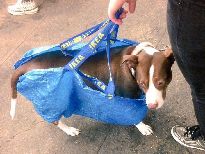 En el metro de Nueva York puedes llevar al perro si cabe en una bolsa y esto hacen los dueños
